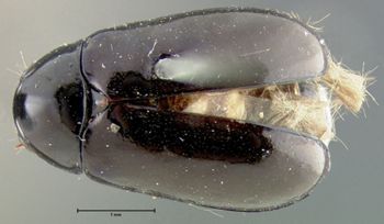 Media type: image;   Entomology 7416 Aspect: habitus dorsal view